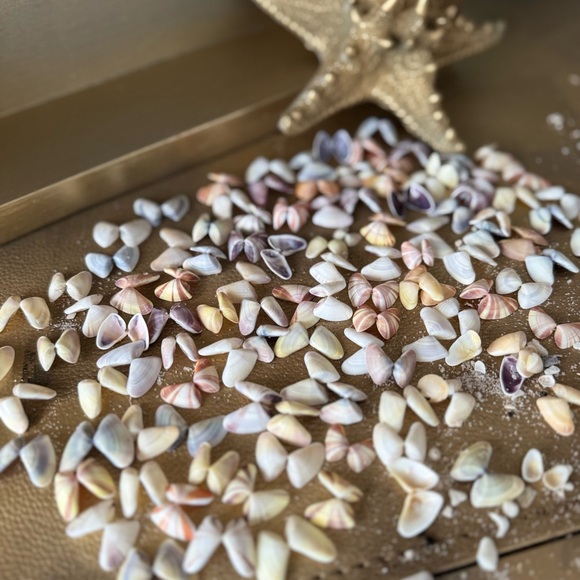 50 (25 Pairs) Florida Coquina Seashells Butterfly Shells DIY Crafting Bulk Lot - Picture 10 of 16